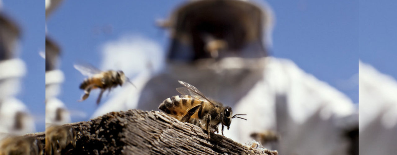 Captura, coleta e remoção de colmeias, abelhas e vespeiros